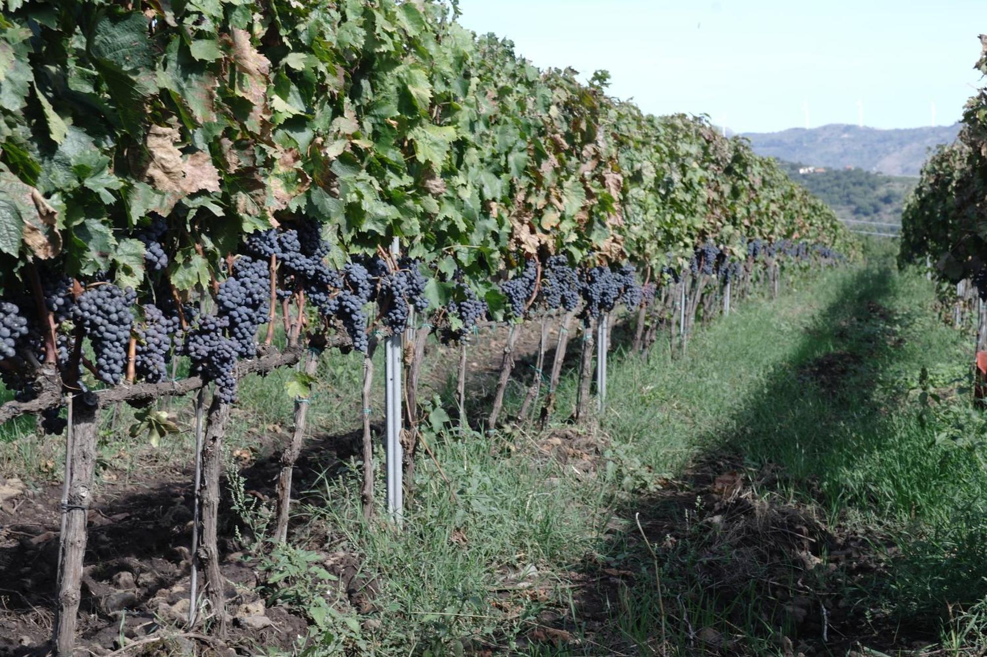 ランダッツォ Feudo Vagliasindi -Wine Experience-ゲストハウス エクステリア 写真